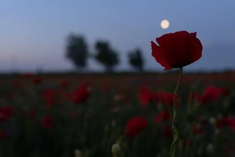 Cornflowers 写真素材