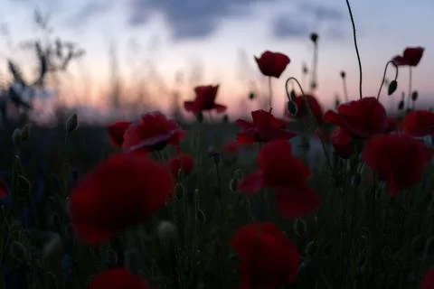 Cornflowers Foto stock