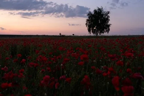 Cornflowers Foto stock