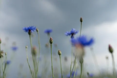 Cornflowers Stock Photos