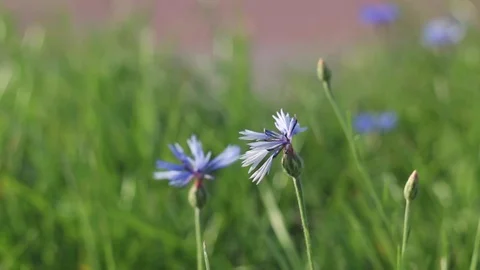 Cornflowers swaying in the wind Video stock 93159315