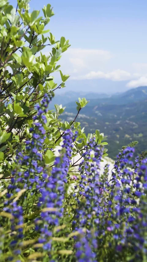 Cornflowers on the top of mountains, 9:16 Stock Footage 115486373