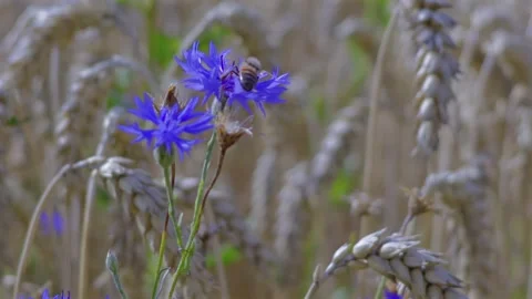 Cornflowers in a wheat field Stock Footage 340547825