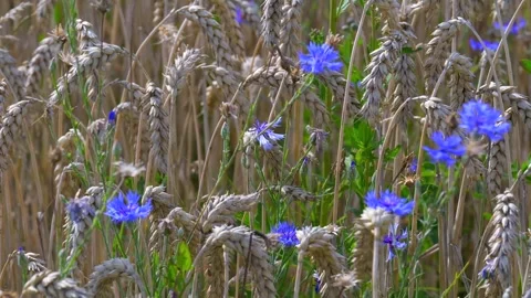 Cornflowers in a wheat field Stock Footage 340547913