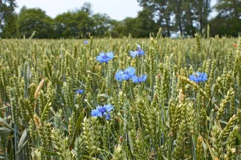 Cornflowers on the wheat field Stock Photos