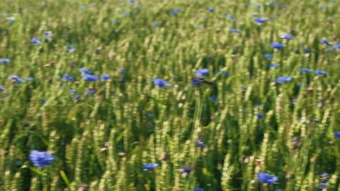 Cornflowers in wheat field. Slow motion panning on a gimbal. Stock Footage 135548616