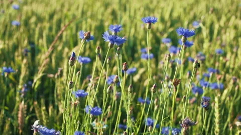 Cornflowers in wheat field. Slow motion POV dolly shot on a gimbal. Stock Footage 135550050