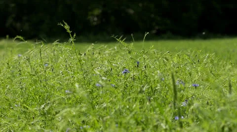 CORNFLOWERS IN A WHEATFIELD Stock Footage 23736459
