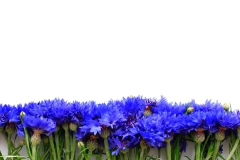 Cornflowers on white background with place for text Stock Photos