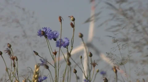 Cornflowers with a wind turbine in the background Stock Footage 52320159