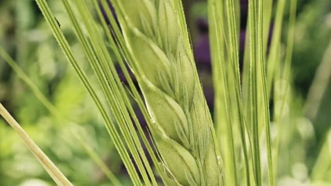Corngrass blowing in the wind macro close up background stock footage Stock Footage 337878954
