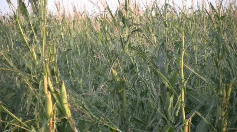 CornHail Stock Footage 517488