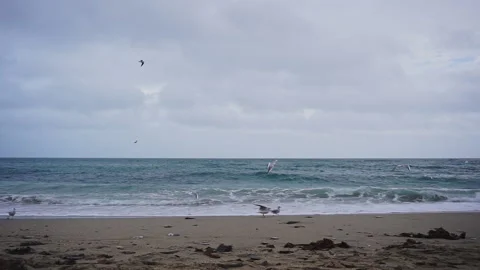 Cornish Beach with seaguls on the beach part 2 of 3 Stock Footage 146715229