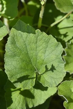 Cornish bellflower Stock Photos