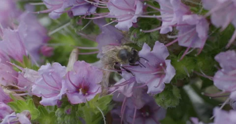 Cornish Black bee collecting Pollen Stock Footage 211710541