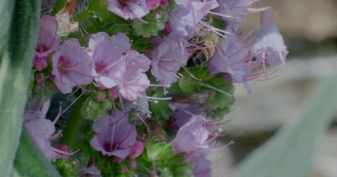 Cornish Black Bees collecting Pollen Stock Footage 211712988