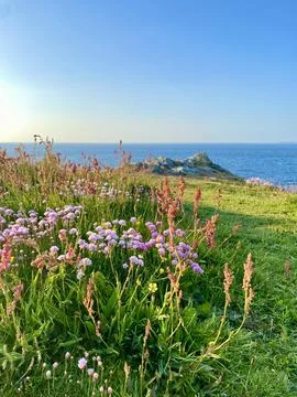 Cornish Cliff Wildflowers Foto stock