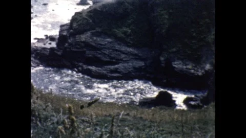 Cornish Cliffs and Cornish Birds Stock Footage 253106775