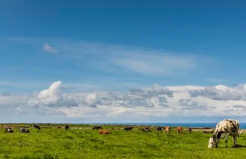 Cornish Landscape with Cows Stock Photos