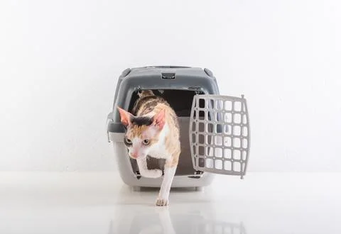 Cornish Rex Cat Going out of the Box. White Wall Background. Reflection on .. Stock Photos