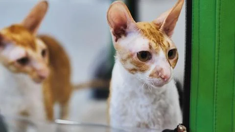 Cornish rex cat looking intensely inside its carrier at cat show Stock Photos