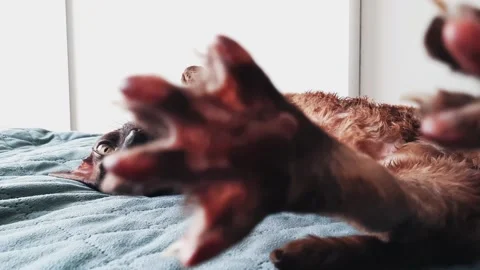 The Cornish Rex cat is lying on the bed. Sleeping cat in the sun Video stock 156239727