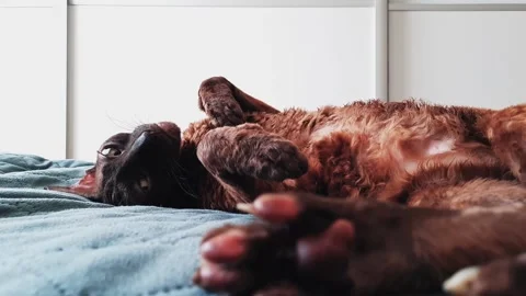 The Cornish Rex cat is lying on the bed. Sleeping cat in the sun Video stock 156239728