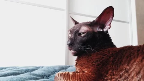 The Cornish Rex cat is lying on the bed. Sleeping cat in the sun Video stock 156239743