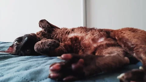 The Cornish Rex cat is lying on the bed. Sleeping cat in the sun Video stock 156239748