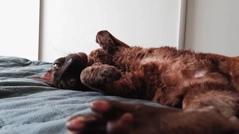 The Cornish Rex cat is lying on the bed. Sleeping cat in the sun Video stock 156239766