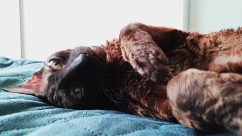 The Cornish Rex cat is lying on the bed. Sleeping cat in the sun Video stock 156239769