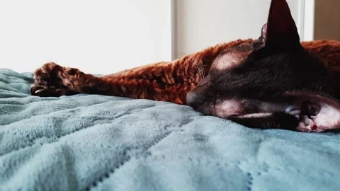 The Cornish Rex cat is lying on the bed. Sleeping cat in the sun Video stock 156239788