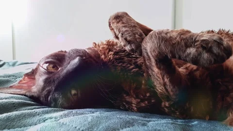 The Cornish Rex cat is lying on the bed. Sleeping cat in the sun Video stock 156239792