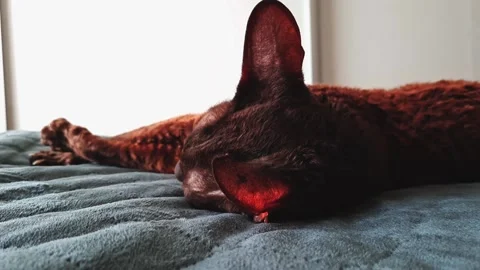 The Cornish Rex cat is lying on the bed. Sleeping cat in the sun Video stock 156239818