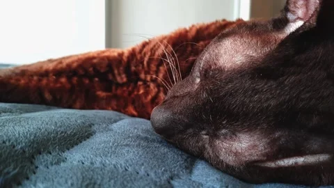 The Cornish Rex cat is lying on the bed. Sleeping cat in the sun Video stock 156239845
