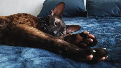 The Cornish Rex cat is lying on the bed. Sleeping cat in the sun Video stock 156239900