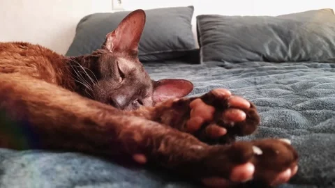 The Cornish Rex cat is lying on the bed. Sleeping cat in the sun Video stock 156239946