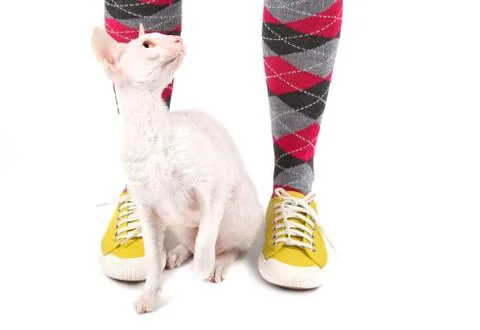 Cornish rex cat Stock Photos