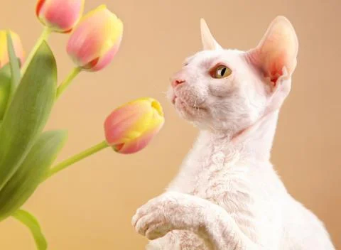 Cornish rex cat Stock Photos