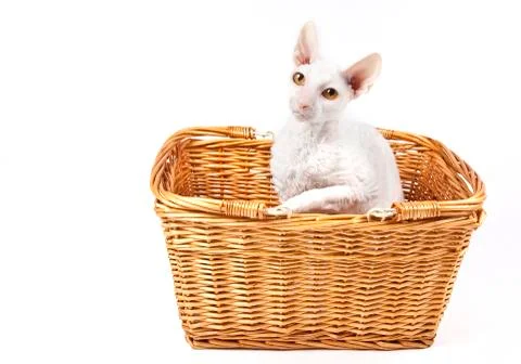 Cornish rex cat Stock Photos