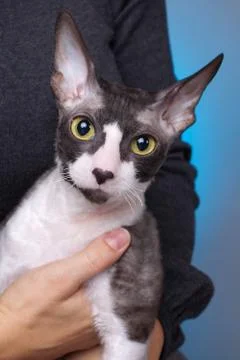 Cornish rex cat Foto stock