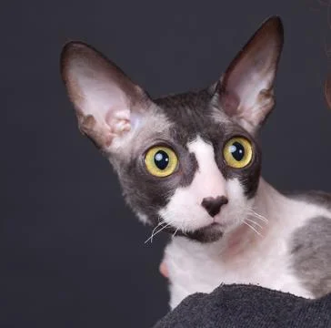 Cornish rex cat Stock Photos