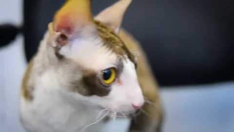 Cornish Rex cat portrait Stock Footage 93747801