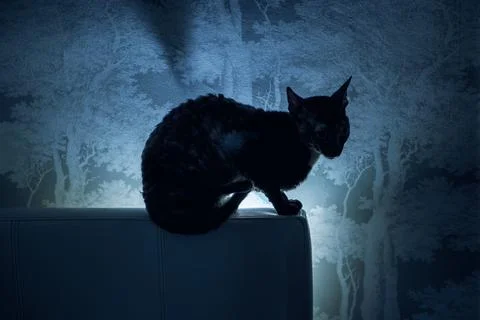 Cornish rex cat sits in the dark, stencil light. Stock Photos
