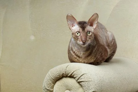 Cornish rex cat sitting on the arm chair Stock-Fotos