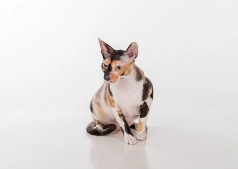 Cornish Rex Cat Sitting on the White Surface. Stock Photos