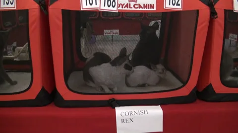 Cornish rex cats 스톡 동영상 30591233