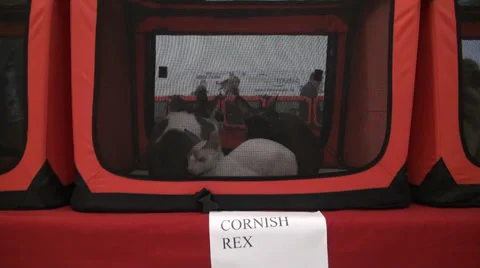 Cornish rex cats Stock Footage 30591250