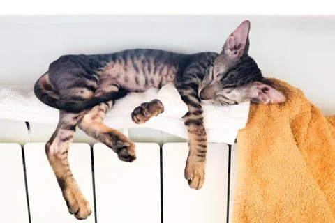 Cornish Rex kitten lies on a white battery, on towels. Tabby cat Stock Photos