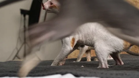 Cornish Rex kitten play Stock Footage 94205339